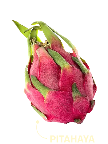 Pitahaya